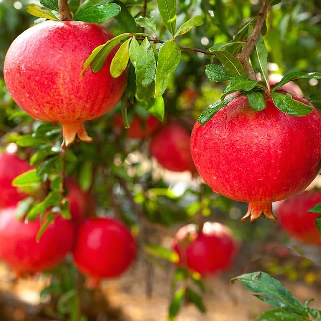 Pomegranate Griffith Red - Ladybird Nursery