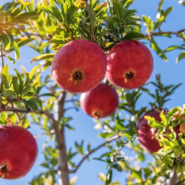 Pomegranate Cypress hill