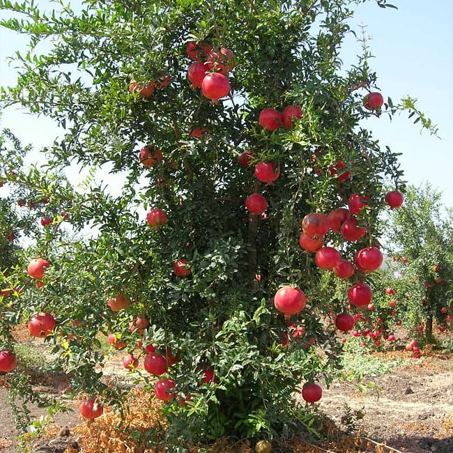 Pomegranate Sheperd's Special - Ladybird Nursery