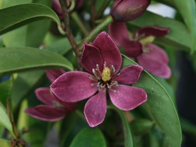 Magnolia ‘Port Wine’ (Michelia figo)