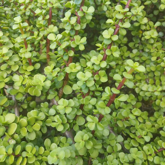 Jade Plant (Portulacaria Afra) - Ladybird Nursery
