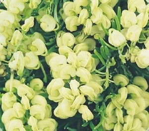 Grevillea 'Mello Yellow'