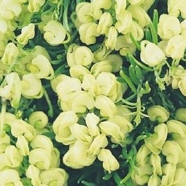 Grevillea 'Mello Yellow' - Ladybird Nursery