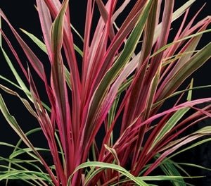 Cordyline Can Can (Cordyline australis) - Ladybird Nursery