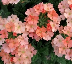 Verbena Almira Peach (Verbena) - Ladybird Nursery