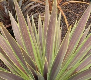 Cordyline Choc Mint (Cordyline australis) - Ladybird Nursery
