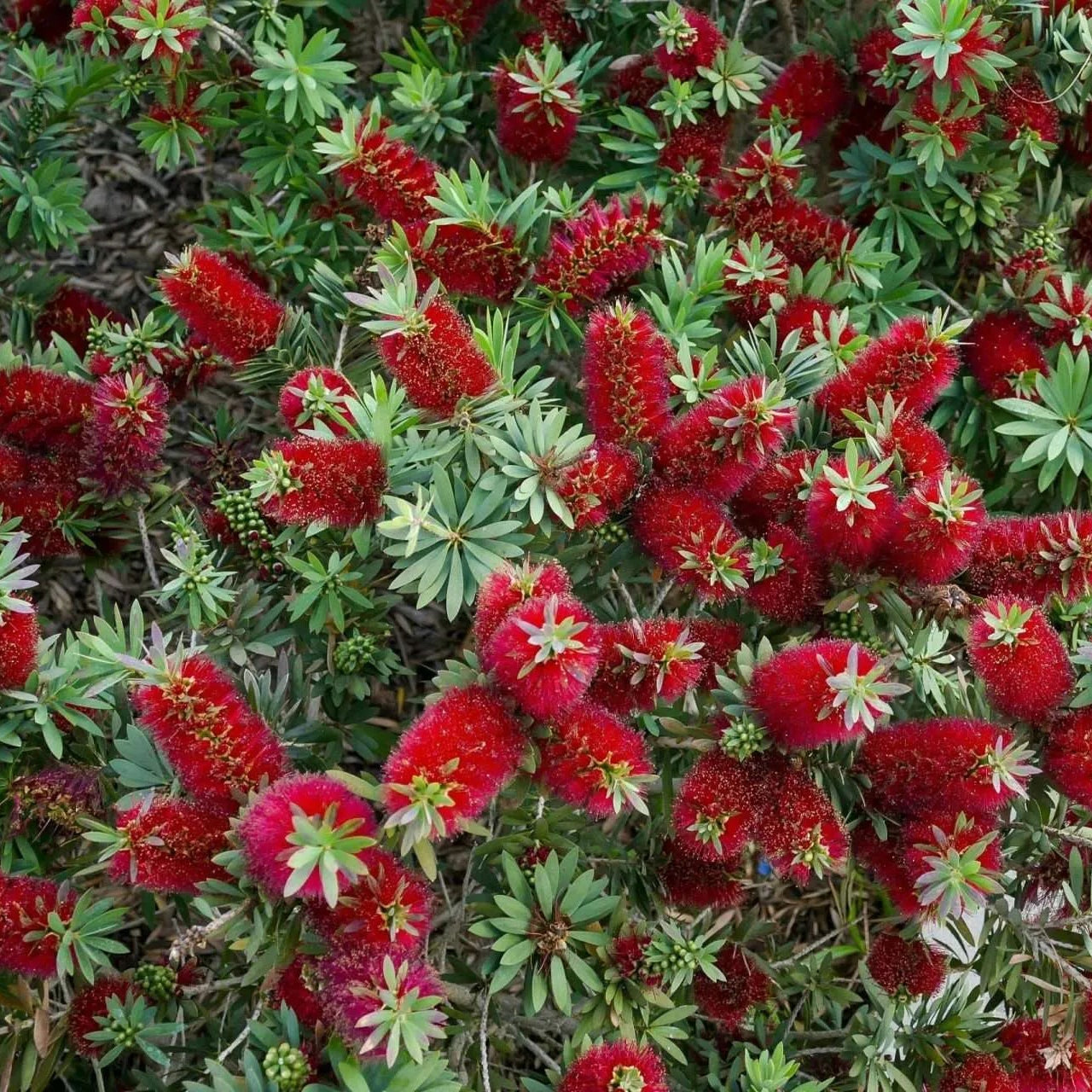 Weeping Bottlebrush Little Silver (Callistemon viminalis) - Ladybird Nursery