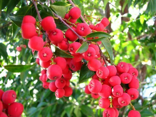 Riberry (Syzygium luehmannii) - Ladybird Nursery