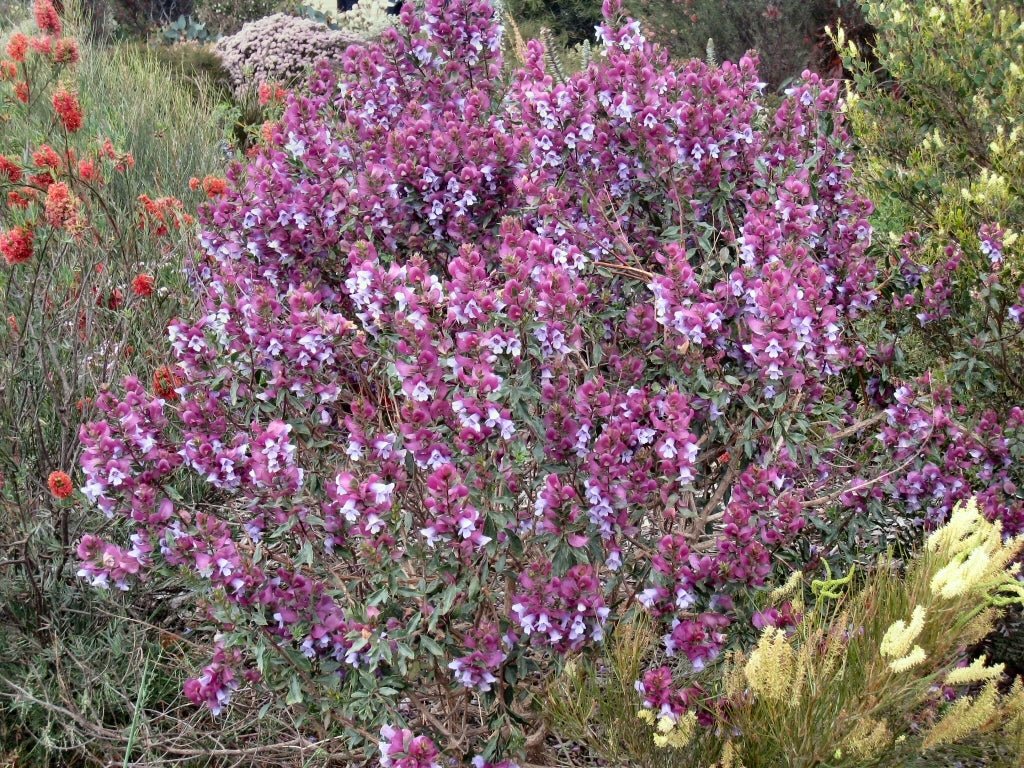 Minty™ Mint Bush (Prostanthera sieberi) - Ladybird Nursery