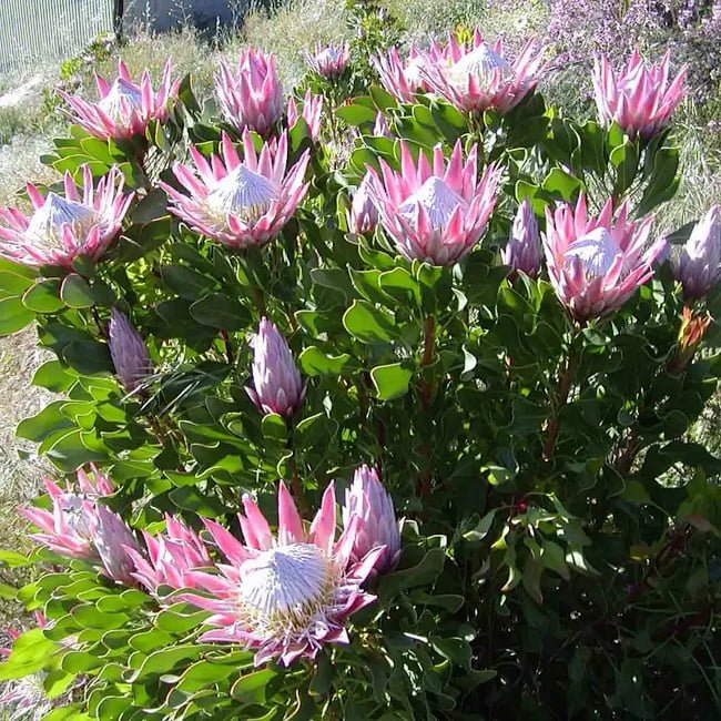 Protea 'King Pink' - Ladybird Nursery
