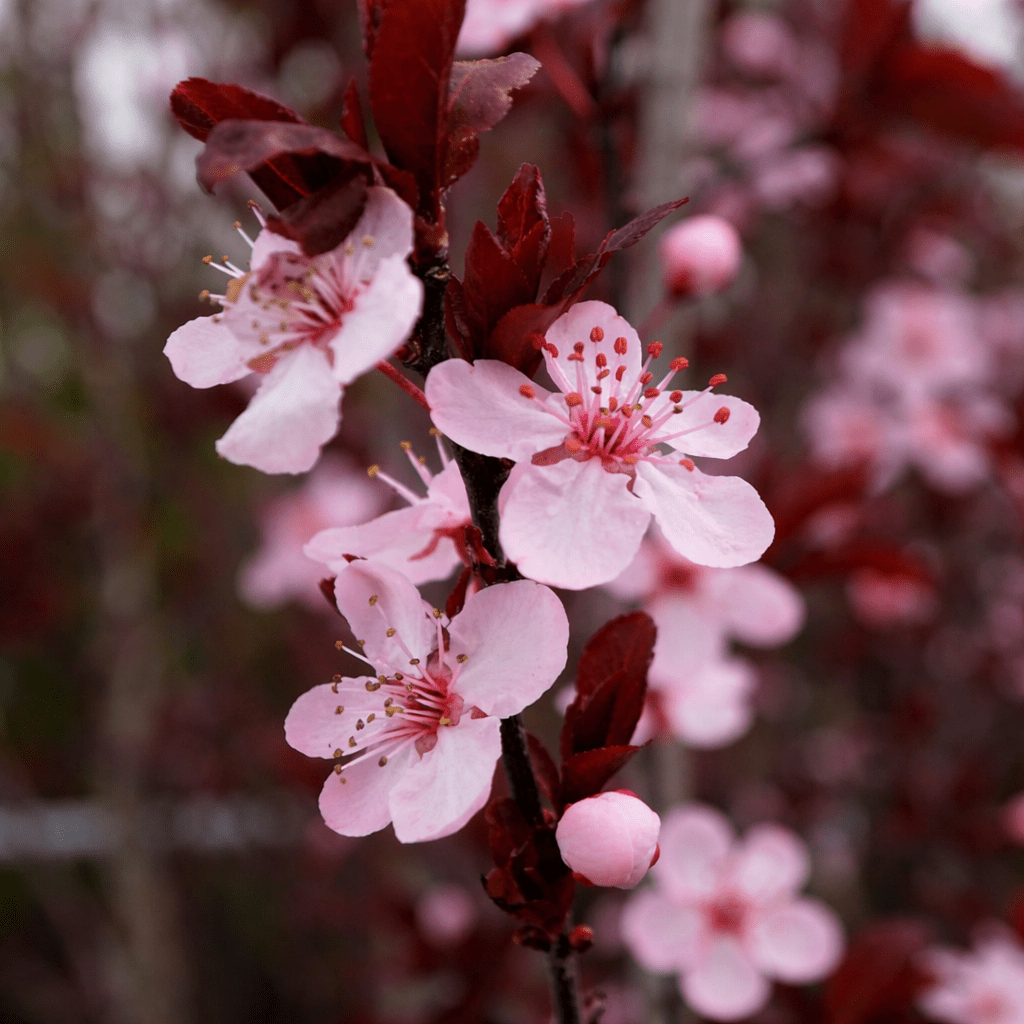 Plum 'Yarrahapinni Blood' - Ladybird Nursery