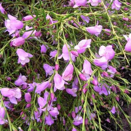 Emu Bush 'Purple Form' (Eremophila maculata)