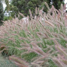 PURPLE LEA® (Pennisetum alopecuroides) - Ladybird Nursery