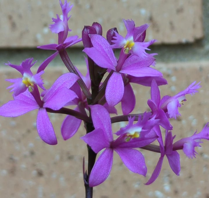 Crucifix Orchid Purple (Epidendrum ibaguense) - Ladybird Nursery