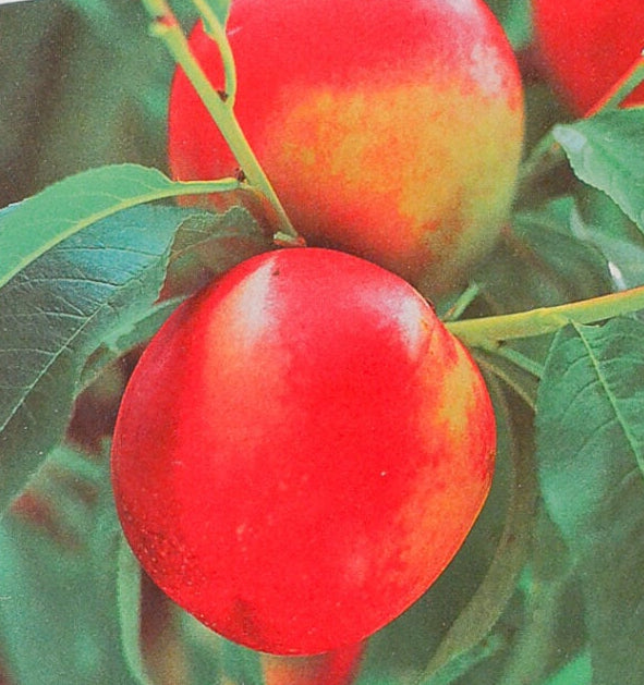 Nectarine 'Queen Giant'