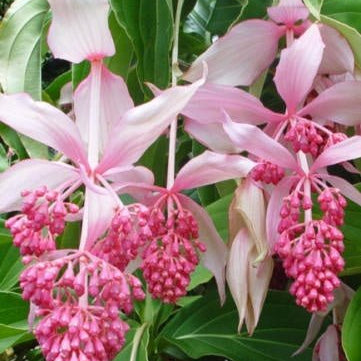 Medinilla Magnifica - Ladybird Nursery