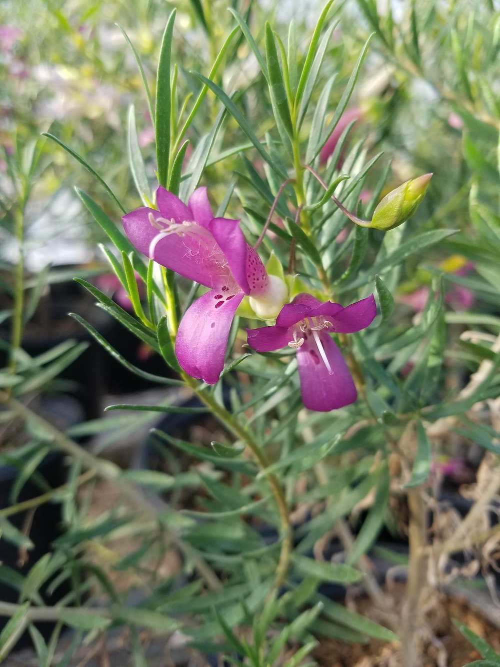Wild Berry Emu Bush (Eremophila alternifolia) - Ladybird Nursery