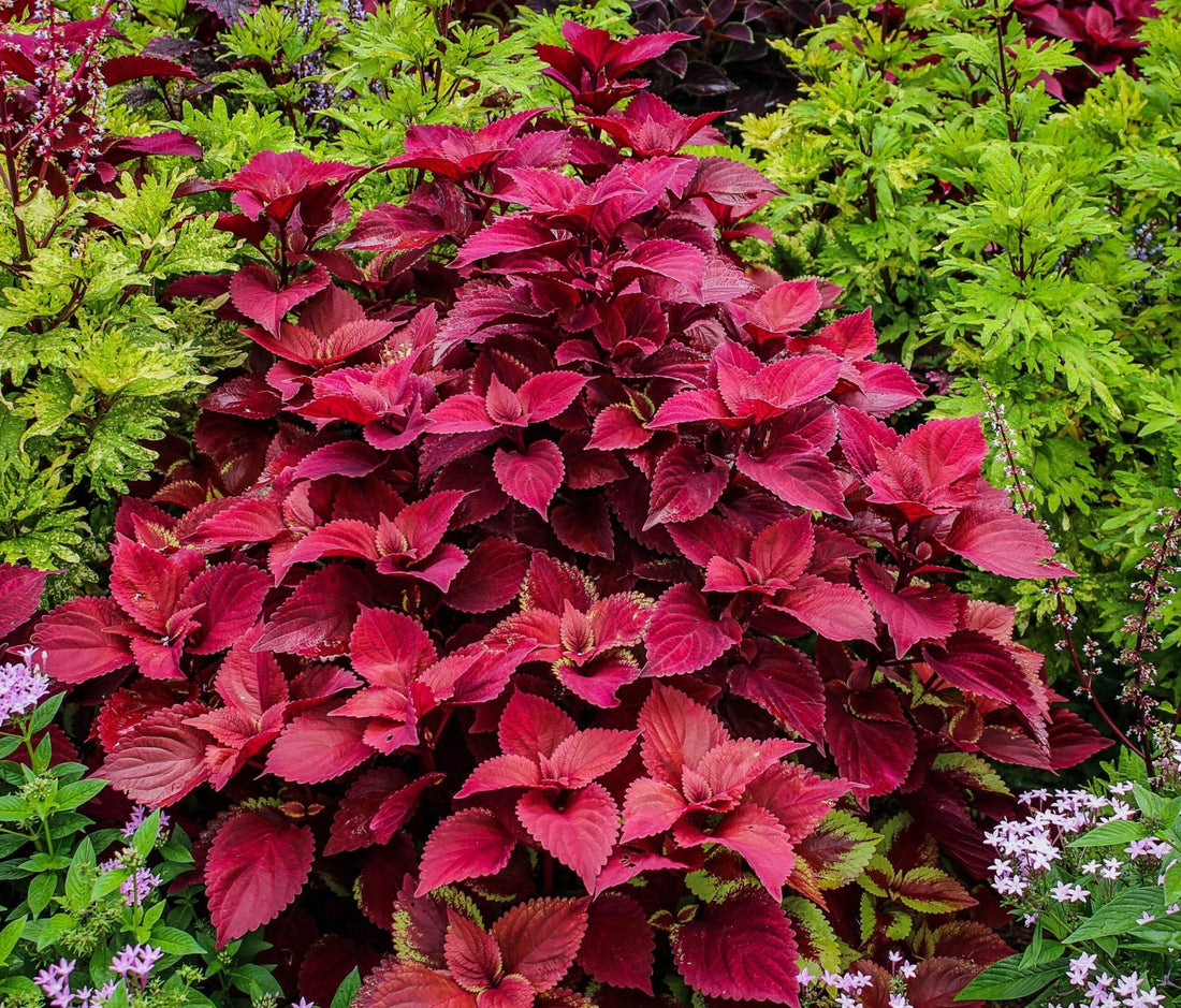 Coleus Redhead - Ladybird Nursery