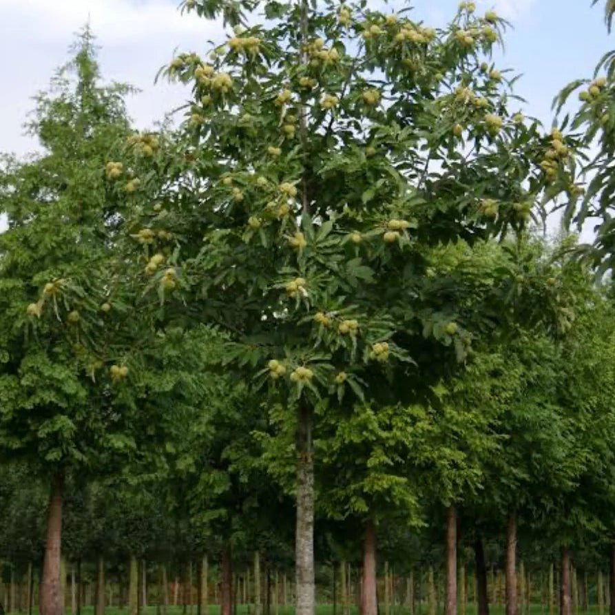 Chestnut 'Red Spanish' - Ladybird Nursery
