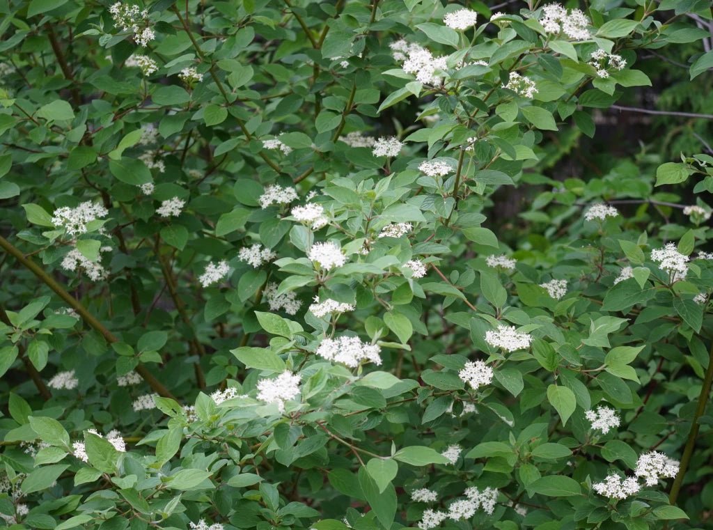 Red Osier Dogwood Sunshine (Cornus sericea) - Ladybird Nursery