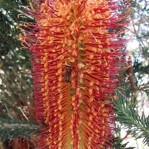 Banksia 'Red Rover'