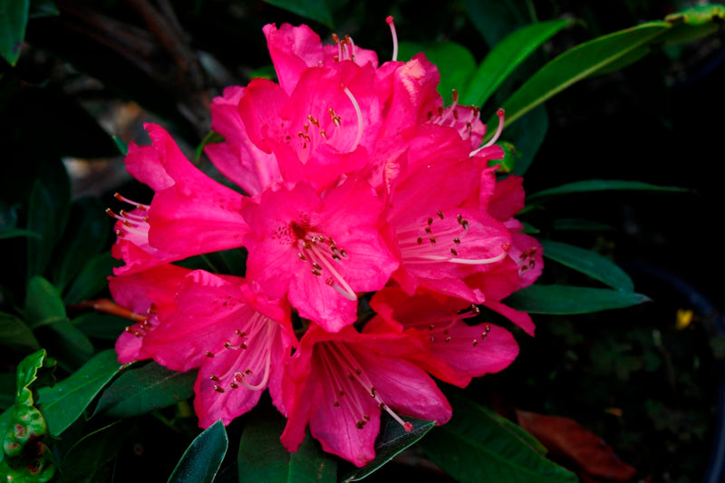 Rhododendron Sir Robert Peel