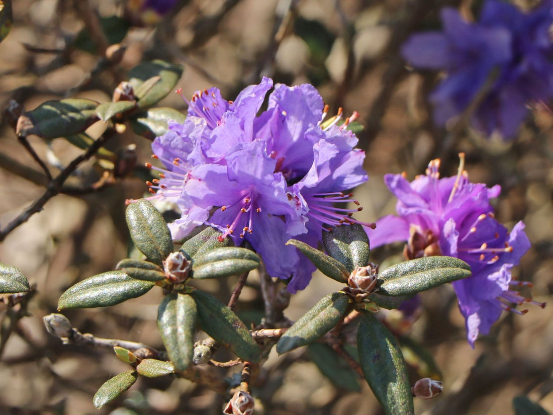 Rhododendron Russatum - Ladybird Nursery