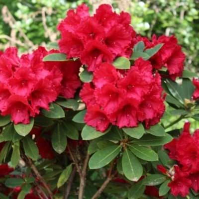 Azalea Red Satin - Ladybird Nursery