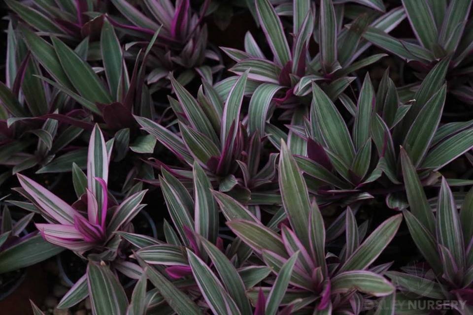 Spiderwort Stripe Me Pink Rhoeo (Tradescantia spathacea) - Ladybird Nursery