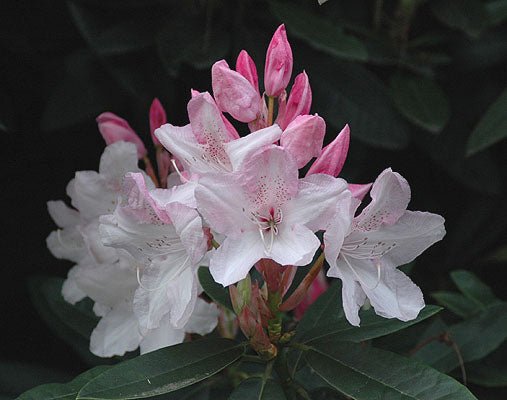 Rhododendron Pink Pearl Plant – Buy Now! – Ladybird Nursery