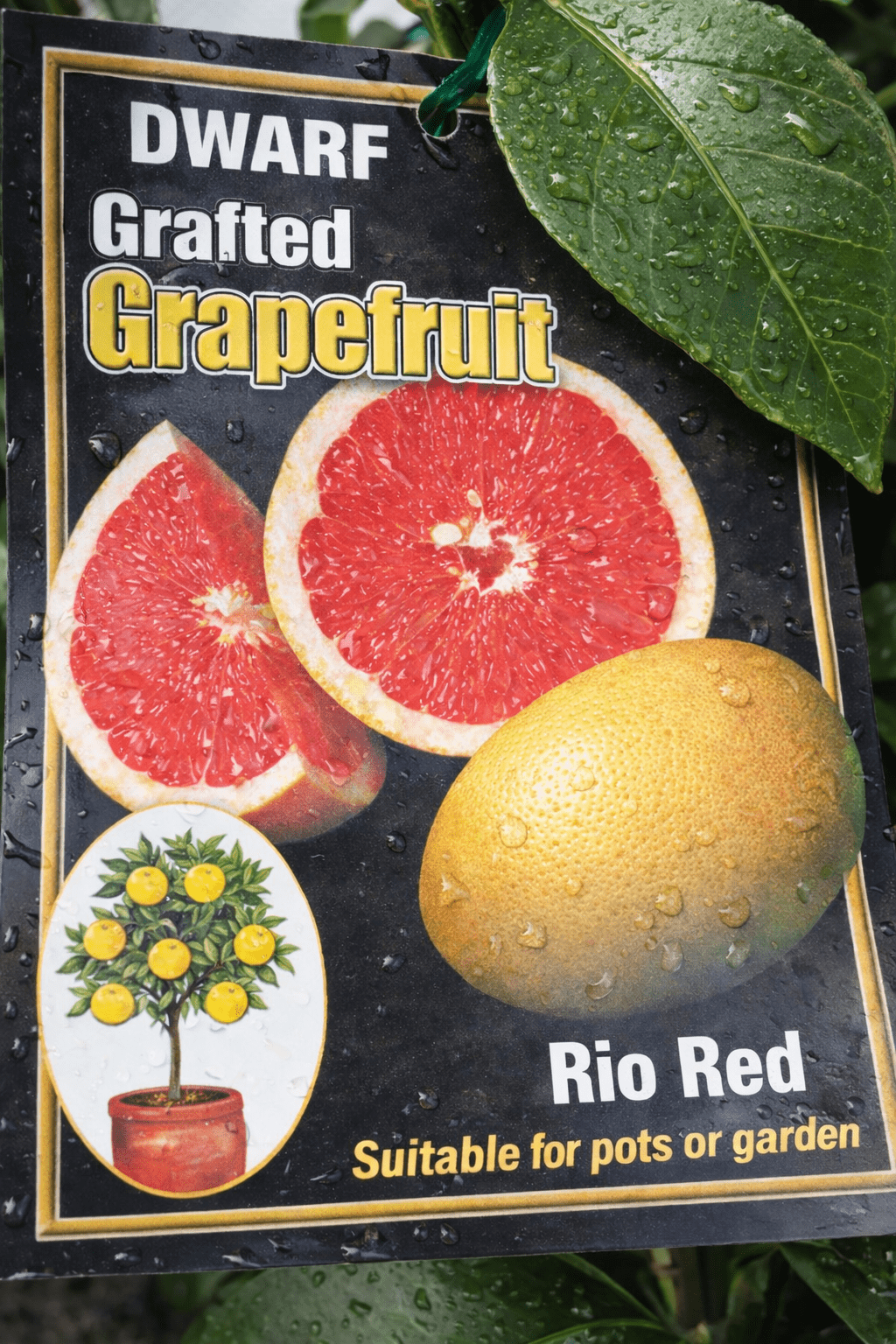 Dwarf Rio Red Grapefruit (QLD Only) - Ladybird Nursery