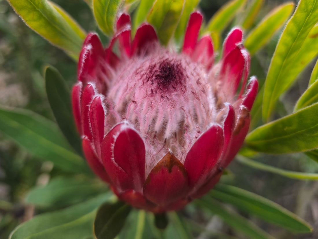 Protea 'Special Pink Ice' - Ladybird Nursery