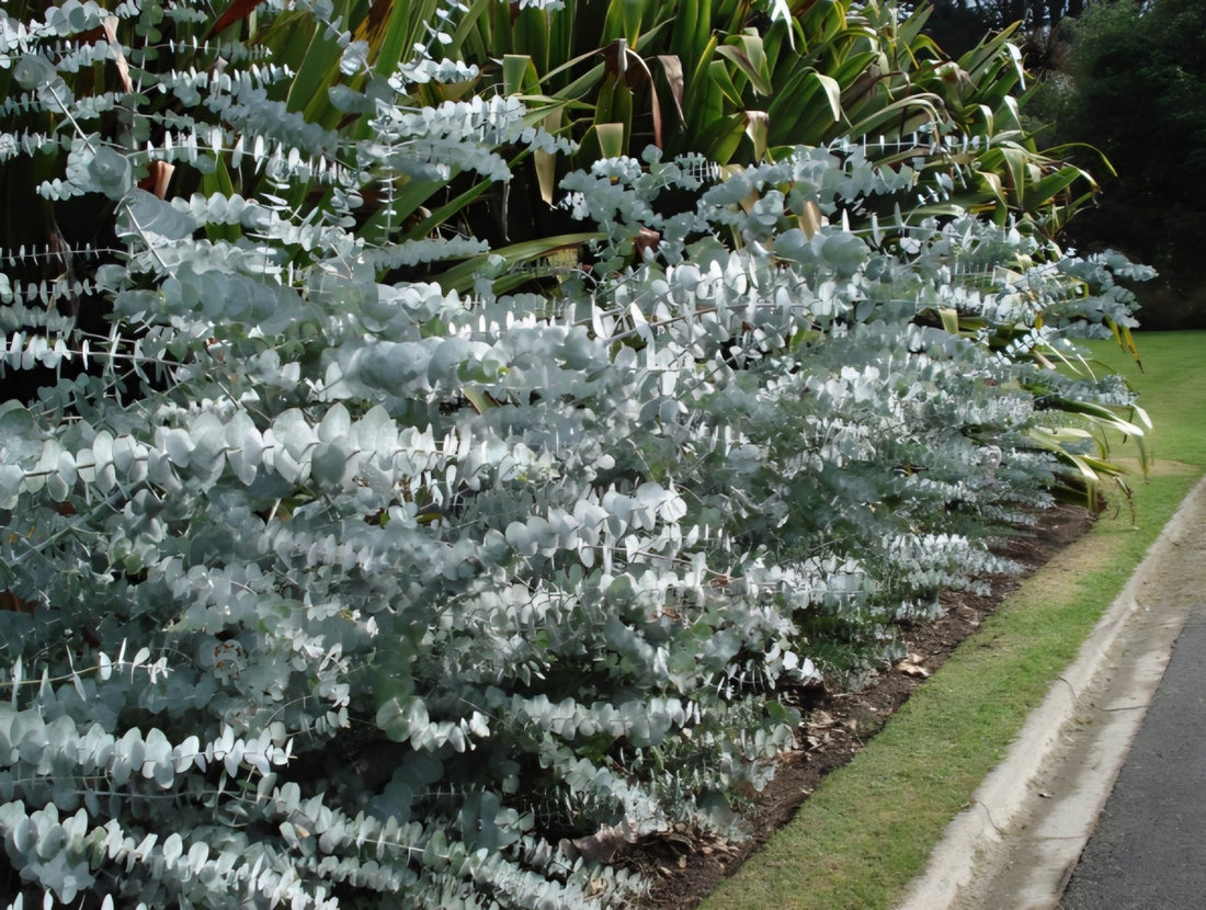 Silver - leaved Mountain Gum 'Baby Blue' (Eucalyptus pulverulenta) - Ladybird Nursery