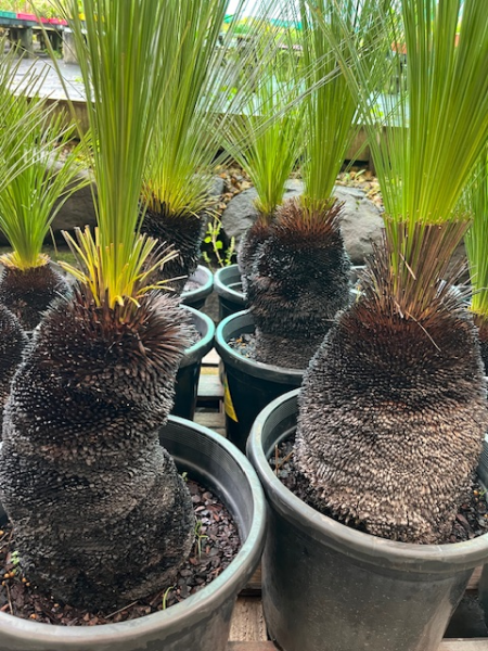 Grass Tree (Size E) PICK UP ONLY - Ladybird Nursery