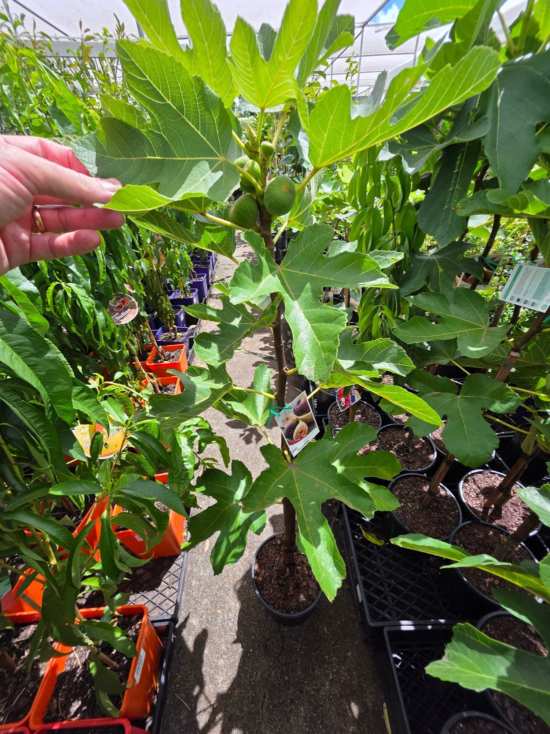 Fig ‘Adam’s Pride’ - Ladybird Nursery