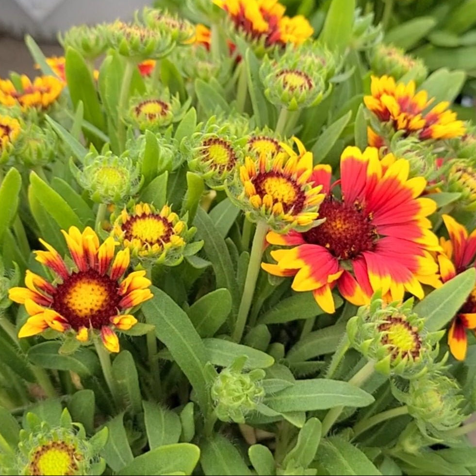 Gaillardia Spintop 'Orange Halo' (Blanket Flower) - Ladybird Nursery