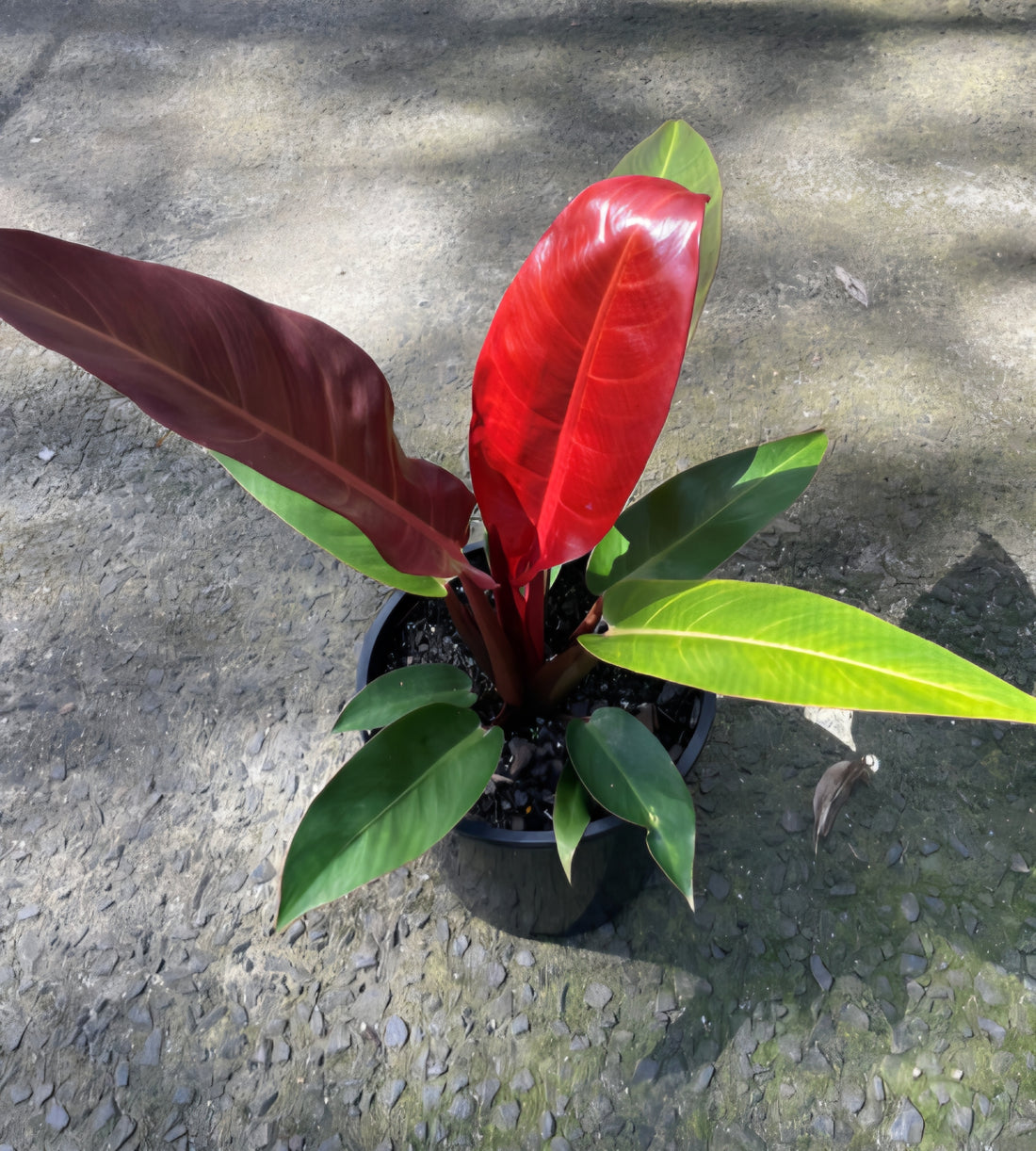Phildodendron 'Red Sun' - Large