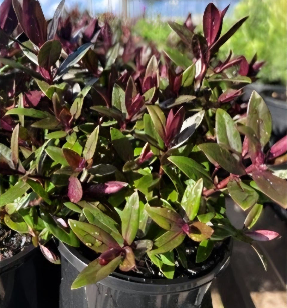 Hebe Chocolate Box ‘Strawberry Truffle’ - Ladybird Nursery