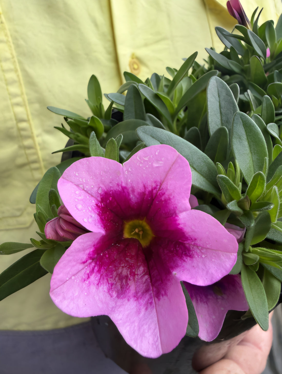 Calibrachoa 'Aloha Tiki Pink'