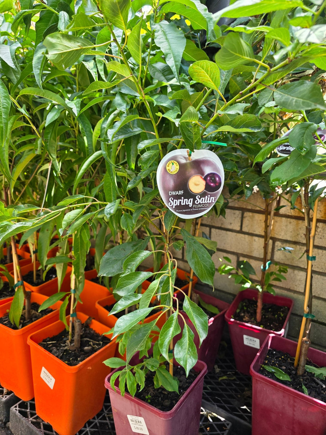 Dwarf Plumcot 'Spring Satin' - Ladybird Nursery