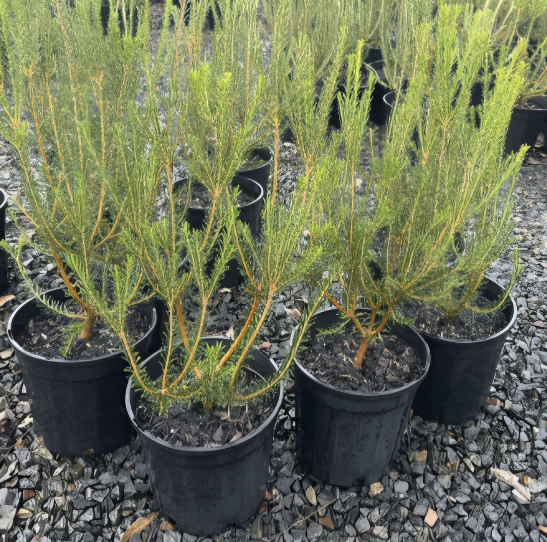 Banksia 'Golden Girl' (Banksia ericifolia) - Large - Ladybird Nursery