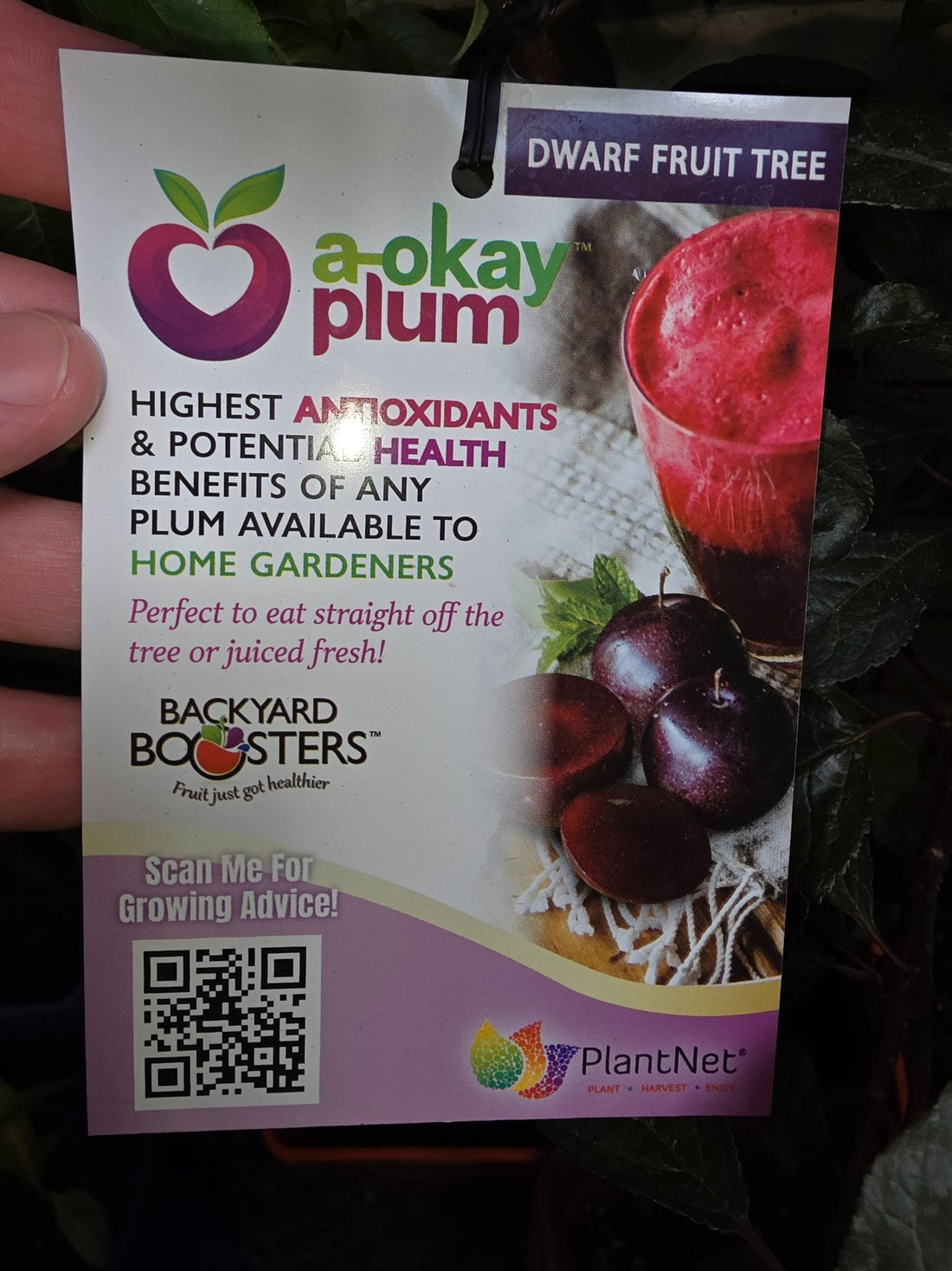 Dwarf Plum 'A - Okay™' - Ladybird Nursery