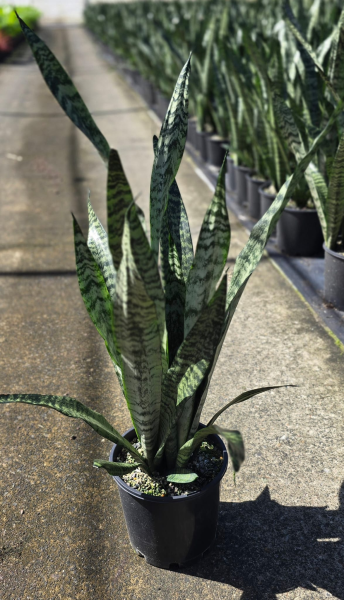 Sansevieria trifasciata - Large