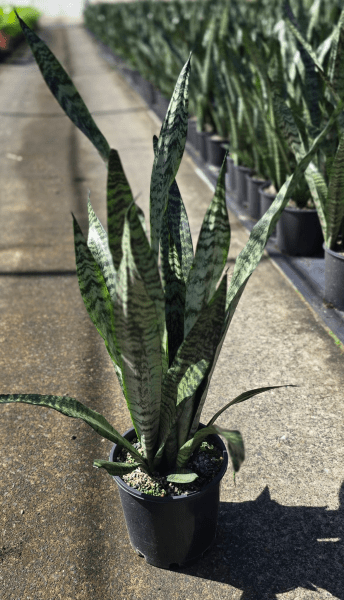 Sansevieria trifasciata - Large - Ladybird Nursery