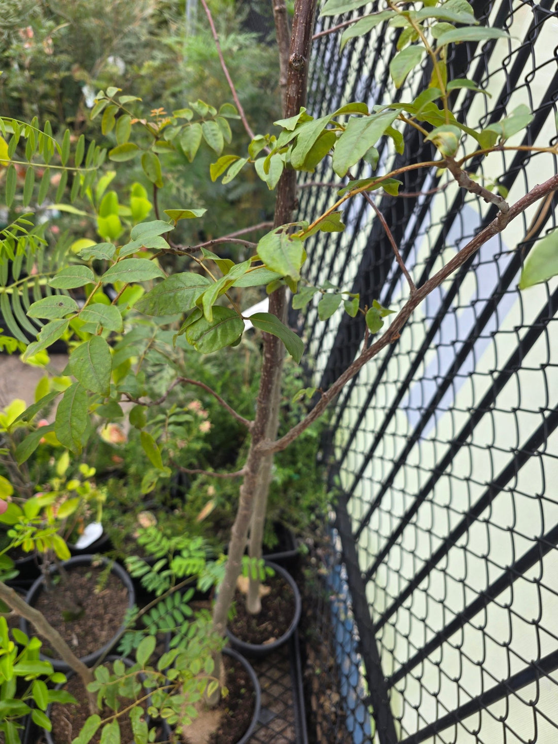 Burdekin Plum Advanced 250mm pot PICKUP ONLY - Ladybird Nursery