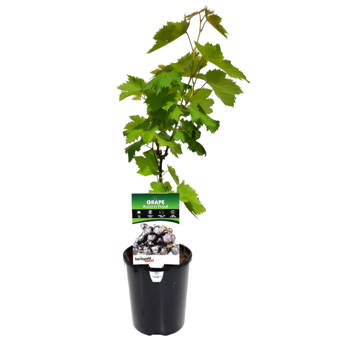 Grape 'Autumn Royal' (QLD ONLY) - Ladybird Nursery
