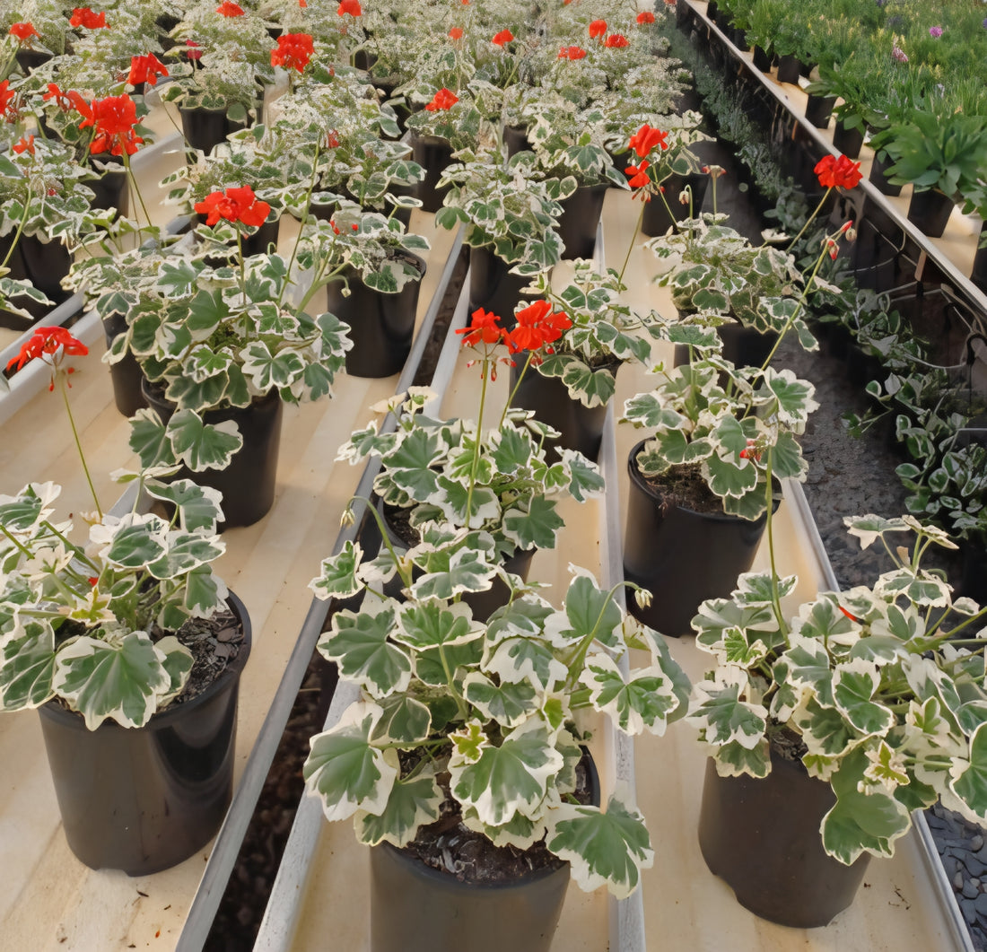 Geranium Glitterati Ice Queen (Pelargonium)