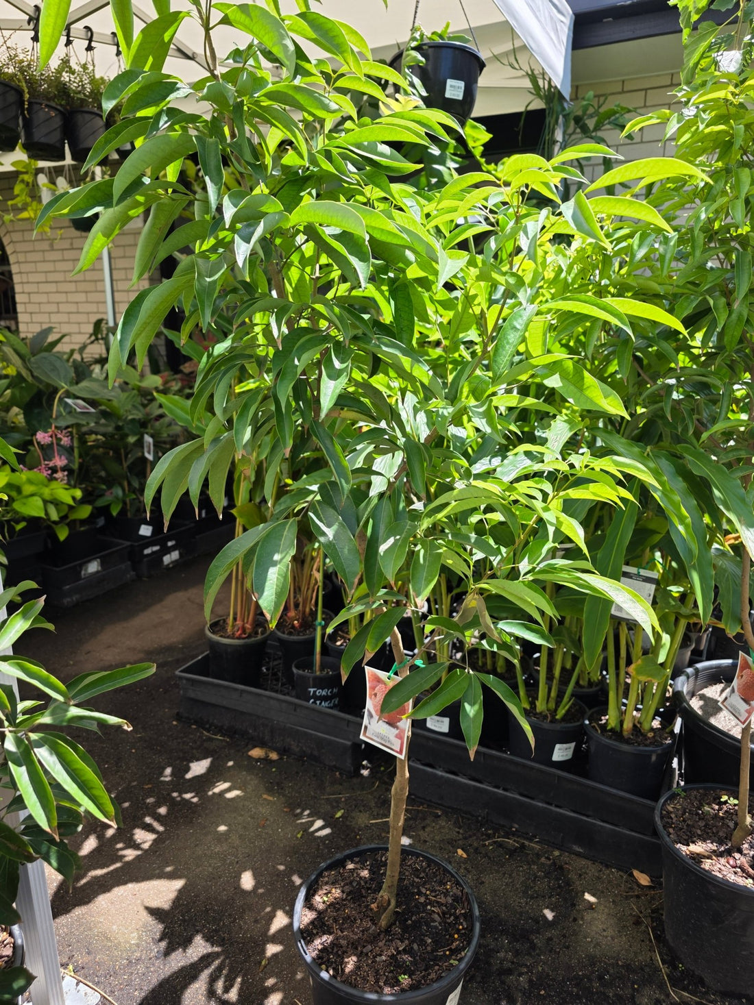 Lychee 'Kwai Mai Pink' - 250mm Pot (PICKUP ONLY) - Ladybird Nursery