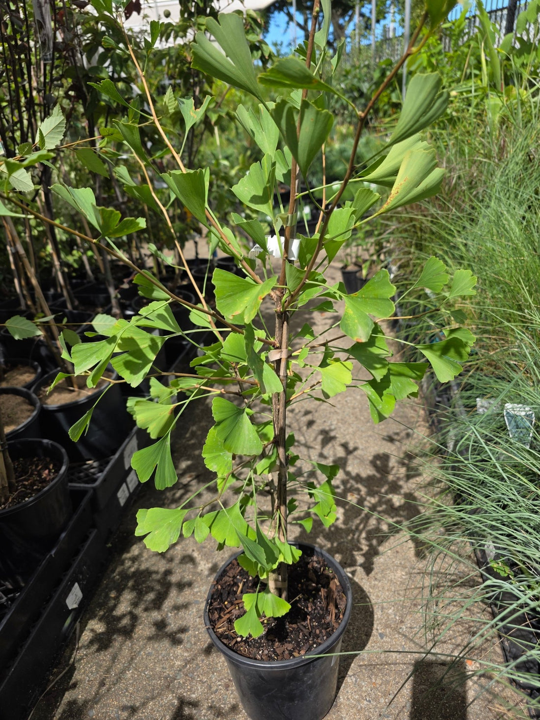 Maidenhair Tree Fastigiata (Ginkgo biloba) - Ladybird Nursery
