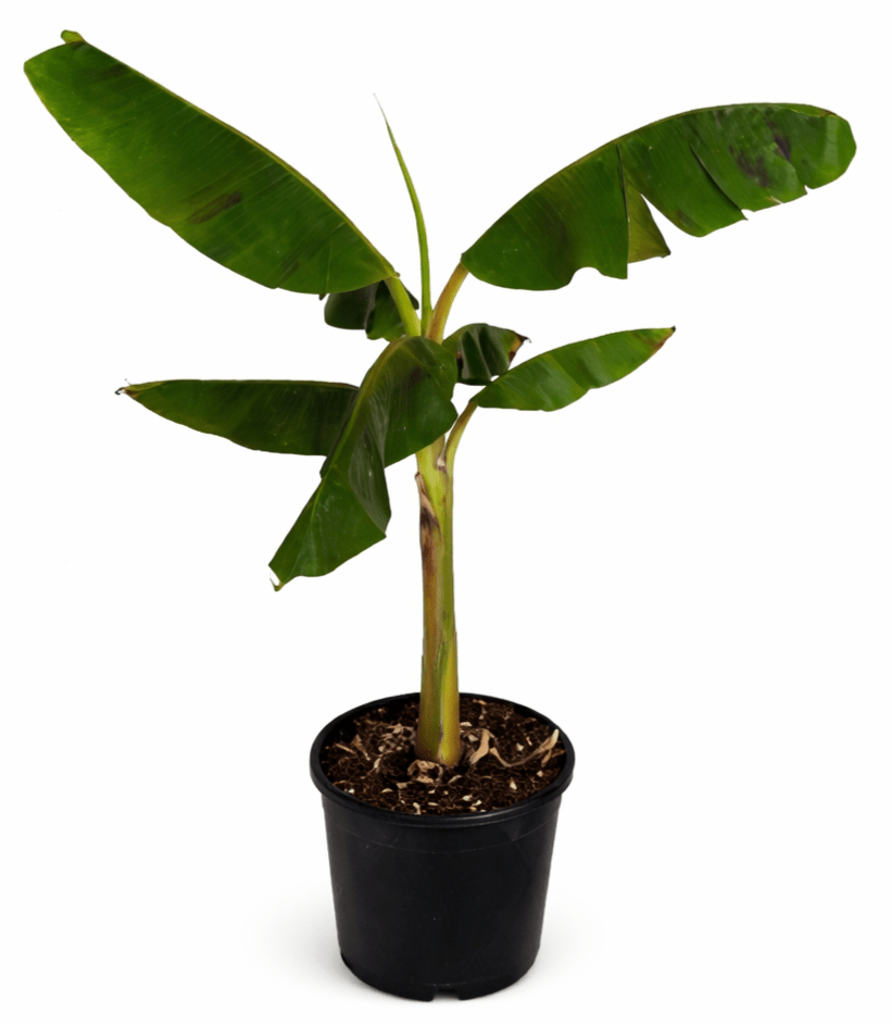 Pacific Plantain (QLD Only) - Ladybird Nursery